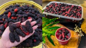 meo ngam dau tam de lau khong moc hong len men 180913