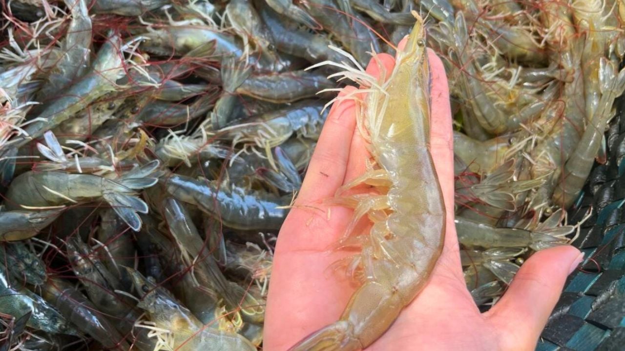 Meo Nhin Mau Va Duoi Tom Biet Dau La Tom Tuoi Ngon Chac Thit 231858