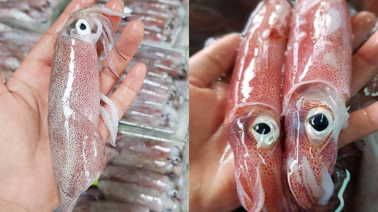 meo phan biet muc tuoi va muc da bi uop da lau 224808