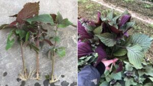 meo trong tia to bang canh cam xuong dat la cay len am am an quanh nam 231101