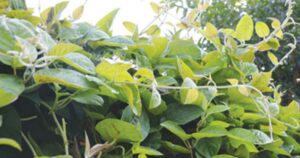 Lá mơ lông có lợi ích gì cho sức khỏe? 2 mo long 17753520677901118106900 44 0 684 1024 crop 17753525888041864792293