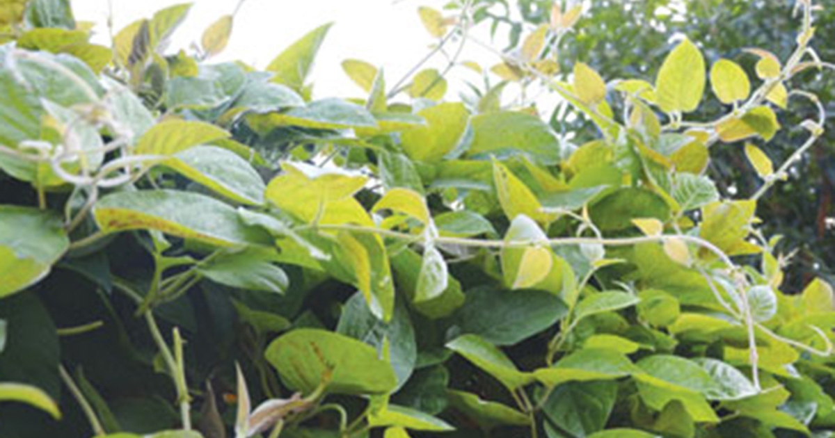 mo long 17753520677901118106900 44 0 684 1024 crop 17753525888041864792293