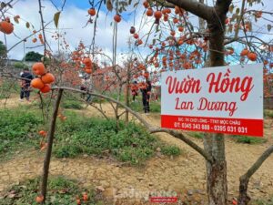 Moc Chau20251030102139