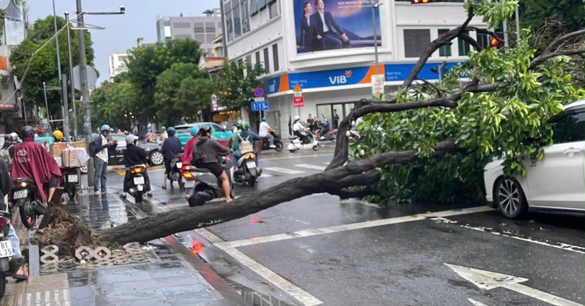 mua dong quat nga cay xanh de hai o to o trung tam tphcm 2800