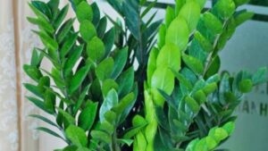 muon giau sang nam binh ngo 2026 dat ngay 3 cay phong thuy nay o phong khach de hut tai loc 155848.j