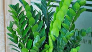 Năm Bính Ngọ 2026: 3 cây phong thủy nên đặt phòng khách để hút tài lộc, tiền vào như nước 2 nam binh ngo 2026 3 cay phong thuy nen dat phong khach de hut tai loc tien vao nhu nuoc 155839