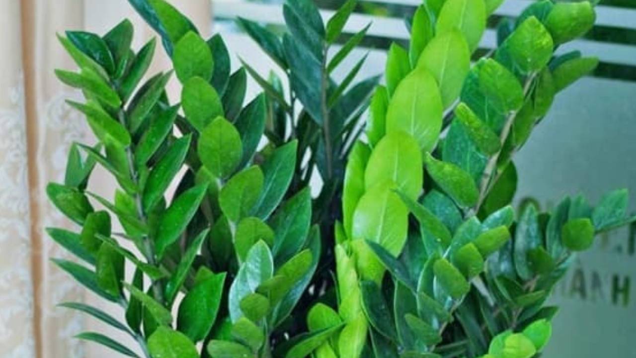 Nam Binh Ngo 2026 3 Cay Phong Thuy Nen Dat Phong Khach De Hut Tai Loc Tien Vao Nhu Nuoc 155839