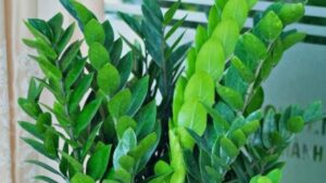 Năm mới Bính Ngọ 2026: Đặt 3 cây phong thủy này ở phòng khách để hút tài lộc, tiền vào như nước 1 nam moi binh ngo 2026 dat 3 cay phong thuy nay o phong khach de hut tai loc tien vao nhu nuoc 164523