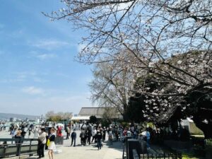 Nhật Bản lộng lẫy và huyền ảo trong mùa hoa anh đào 2026 2 nb4