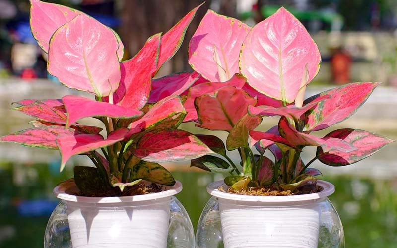 nghe nghiep cua ban la gi chon 1 cay phong thuy de ban theo nghe nghiep 223740