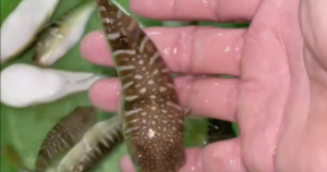 ngo doc ca noc 2 17746102292961051021843 75 0 897 1315 crop 17746103052451187400920