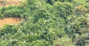 Ngỡ ngàng đàn cò cả nghìn con phủ trắng sườn đồi ở Đắk Lắk 3 ngo ngang dan co ca nghin con phu trang suon doi o dak lak 1456