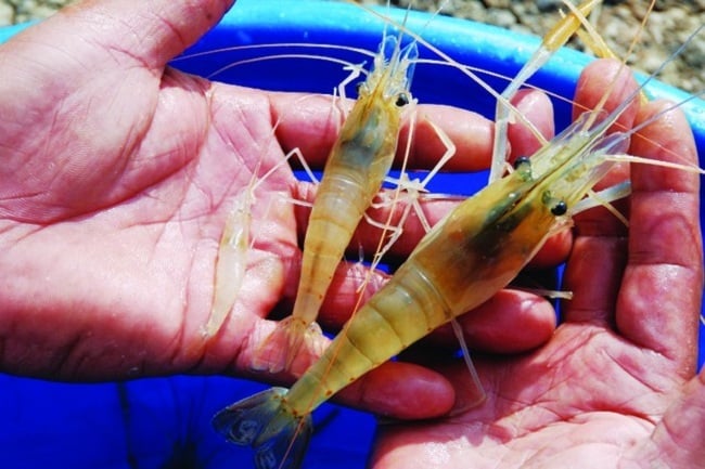 nguoi ban tom noi nho chon tom nuoi hay tom tu nhien cu lam theo cach nay 184313