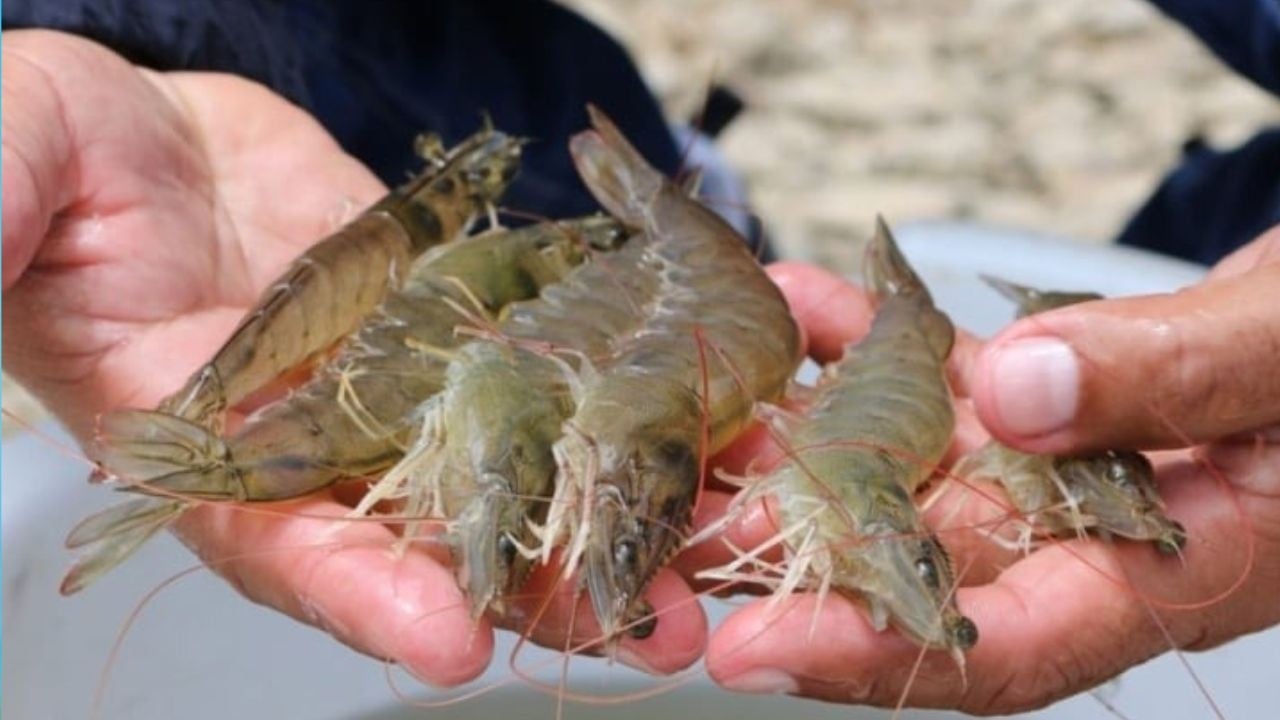 Nguoi Ban Tom Noi That Phan Biet Tom Nuoi Va Tom Tu Nhien Hoa Ra Cuc De 122142