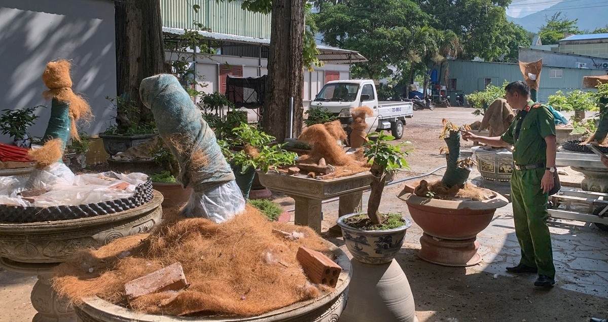 nguoi dan ong bi phat tien tich thu 42 cay mai vang khong ro nguon goc 355