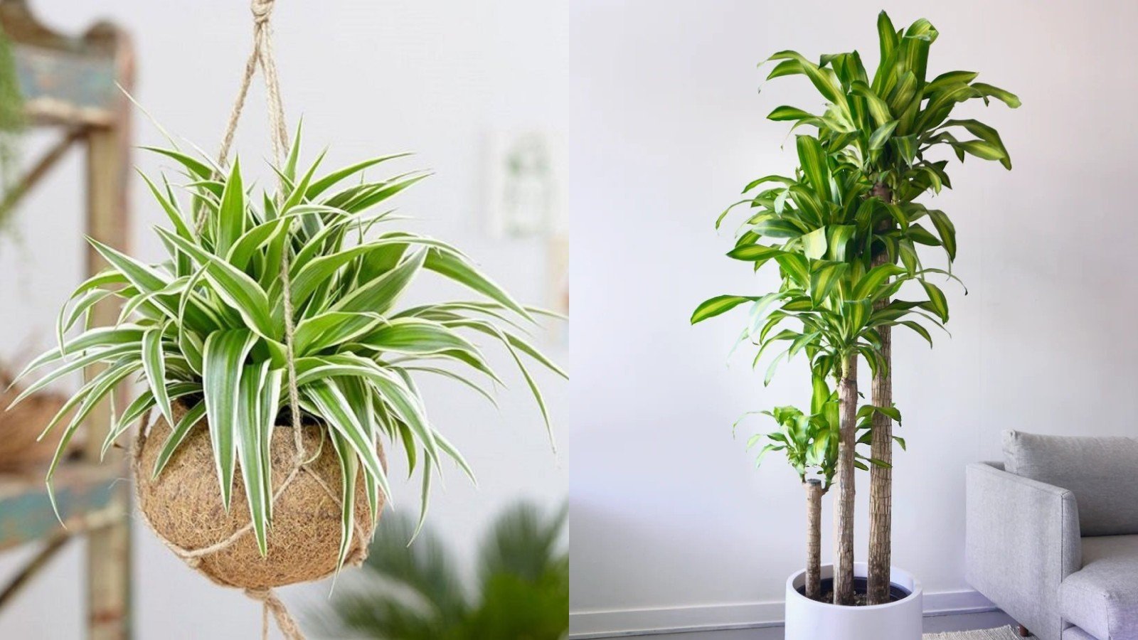 Nguoi Giau Me Trong 4 Loai Cay Nay Chieu Tai Nap Phuc Loc Khi Doc Tot Cho Suc Khoe 091512