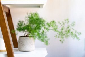 Nguoi Menh Thuy Nam 2026 Hop Trong 5 Loai Cay Nay De Don Tai Loc Va Tien Vao Nhu Nuoc 234131