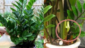 Nguoi Thuoc 2 Menh Nay Cuc Hop Trong Cay Kim Tien 1 Cay Thoi Cung Thu Hut Tien Tai Cuc Dinh 222034.J