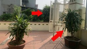 Nguoi Thuoc 2 Menh Nay Cuc Hop Trong Thiet Moc Lan Giup Thu Hut Tien Vang Cuc Dinh 162303