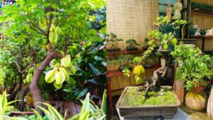 nguoi thuoc 2 menh nay dau nam trong cay khe ca nam tai loc no du 230109