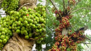 nguoi tuoi nao hop trong cay sung trong nha 233152