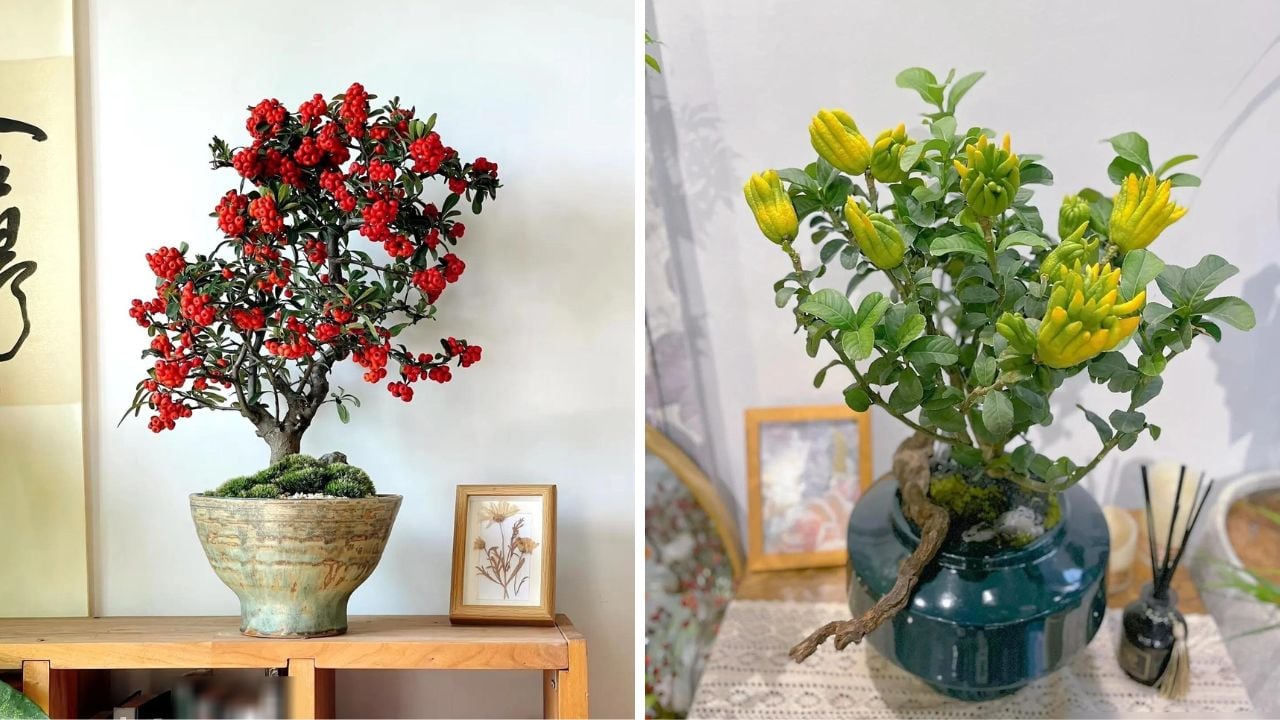 Nguoi Xua Dan 3 Cay Canh Vao Nha Than Tai Vui Toi Cua Tet 2026 Trung Ngay 1 Cay De Don Loc May 17124