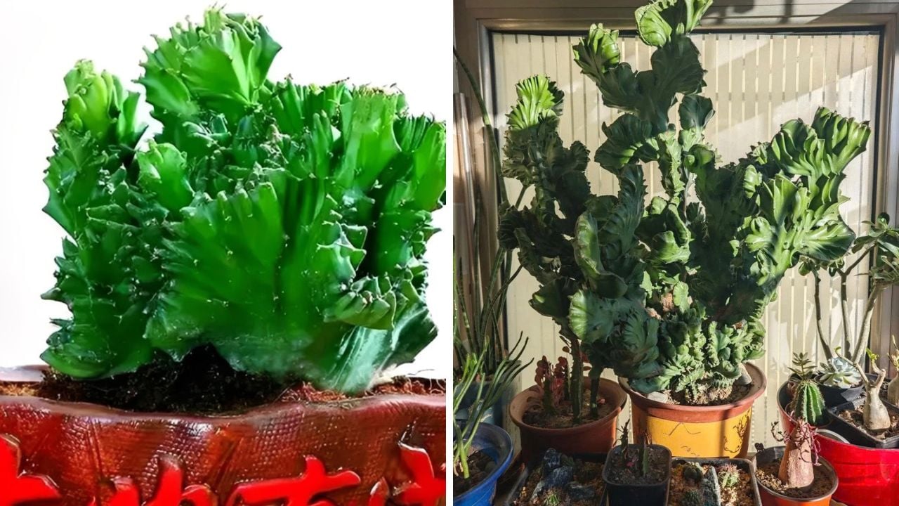 nguoi xua truyen lai trong nha nuoi than thu diem lanh xuat hien chieu tai giu loc 170607