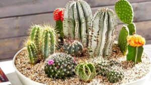 nha co am khi goi y loai cay giup thanh loc khong gian xua cam giac u am 163850