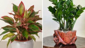 Nha Giau Chuong 5 Loai Cay Phong Thuy Nay Hut Tai Loc Nhu Voi Rong Phu Quy Lan Sang Ca Con Chau 1712