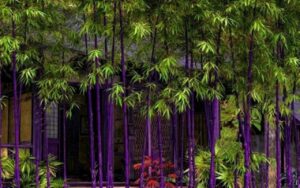 nha giau hay trong 3 loai cay nay trong san vuong nha de chieu tai va cho cam giac song lau dai 2312