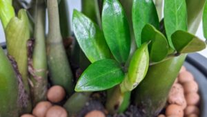 Nhà giàu thích nhất trồng 5 cây này trước cửa: Nhà bạn có chưa? 4 nha giau thich nhat trong 5 cay nay truoc cua nha ban co chua 175039