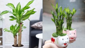 Nhà giàu thường trưng 3 loại cây này để hút tài lộc: Người nghèo đặt đúng cách cũng có cơ hội đổi vận 1 nha giau thuong trung 3 loai cay nay de hut tai loc nguoi ngheo dat dung cach cung co co hoi doi van