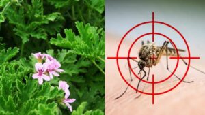 nha nhieu muoi trong ngay 5 loai cay nay vua dep vua duoi con trung 233907