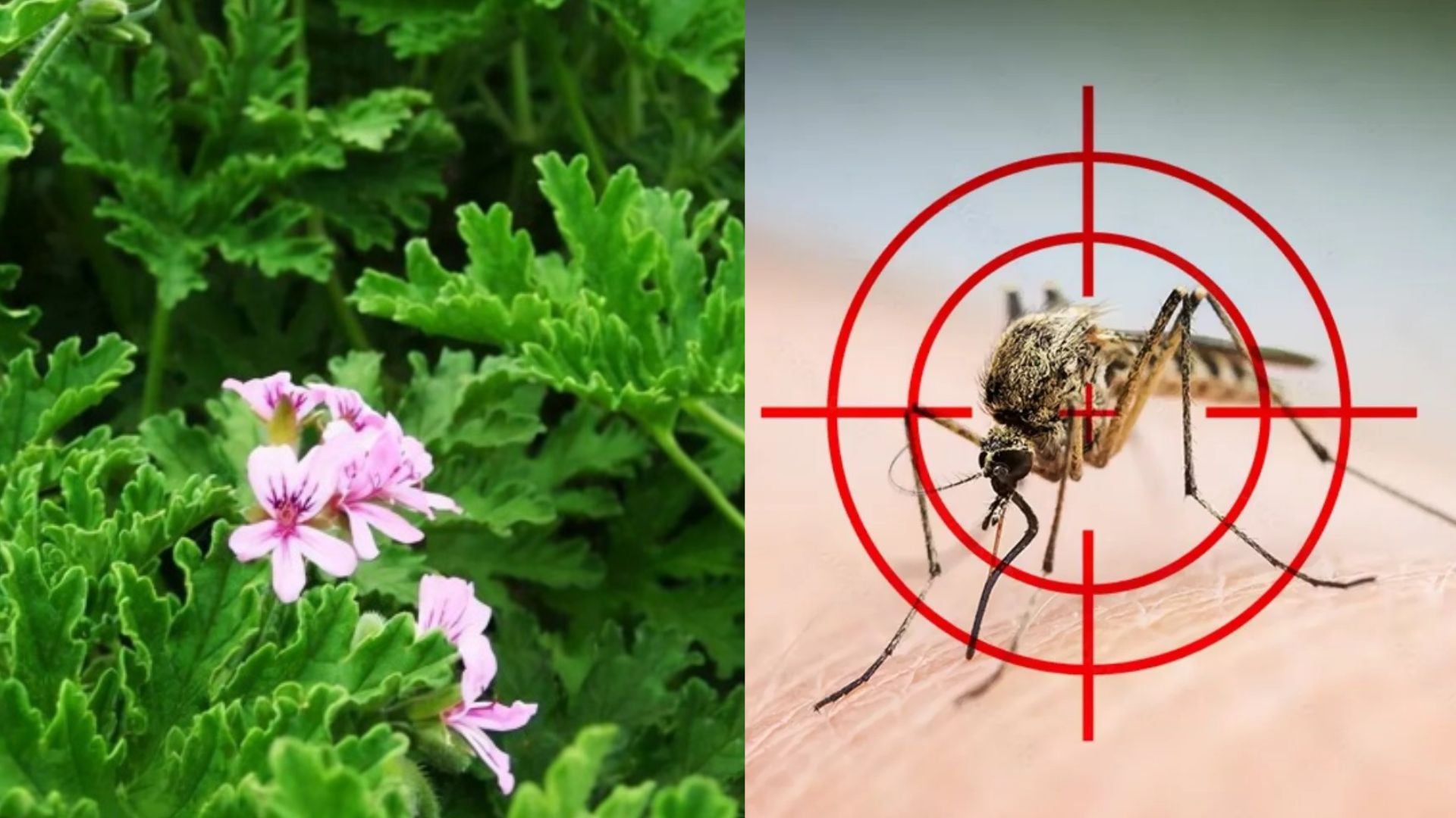 nha nhieu muoi trong ngay 5 loai cay nay vua dep vua duoi con trung 233907