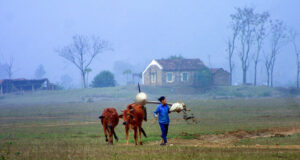 Nhớ về nguyên quán 1 nho ve nguyen quan 1512