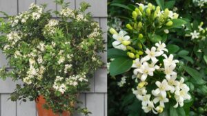 nhung nguoi nen tranh trong cay nguyet que truoc nha 153429