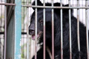 nhung cac the gau nuoi nhot lau nam