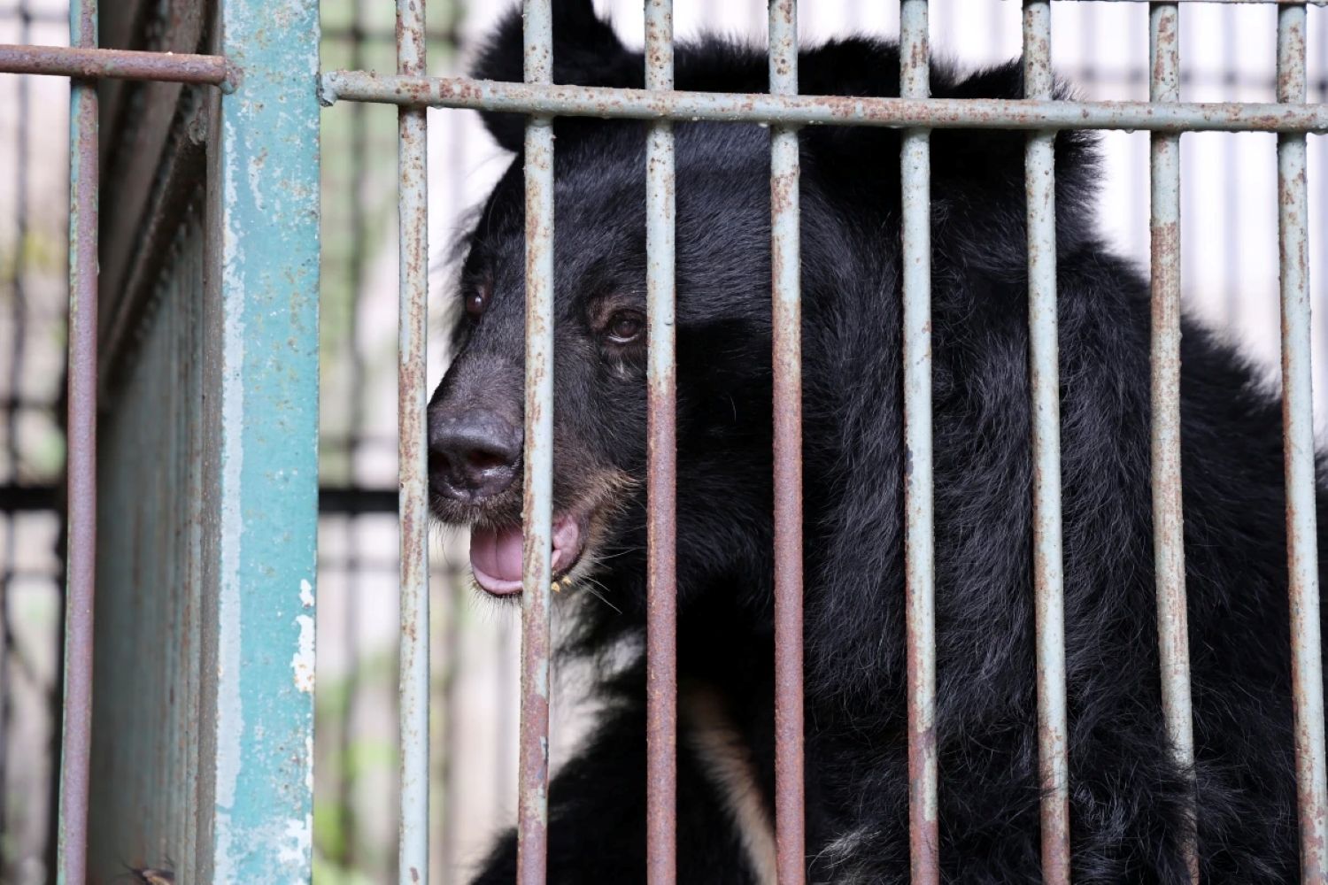 nhung cac the gau nuoi nhot lau nam