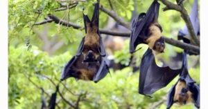Nipah 1769585124003719353429 61 0 792 1170 Crop 1769585135576870836560