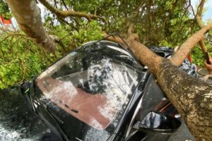 o to hu hong 20260329193305