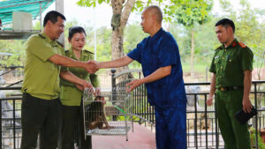 Lào Cai: Người dân tìm thấy cá thể khỉ mặt đỏ, bàn giao cho cơ quan chức năng 1 ong chung ban giao khi cho luc luong chuc nang