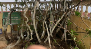 phat hien 122 cay muoi hong trong vuon nha mot ho dan 1395