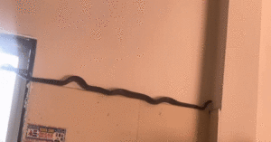 Ran Dai Hon 1M Bo Trong Bep O Phu Tho Chu Nha Co Quyet Dinh Bat Ngo 1175