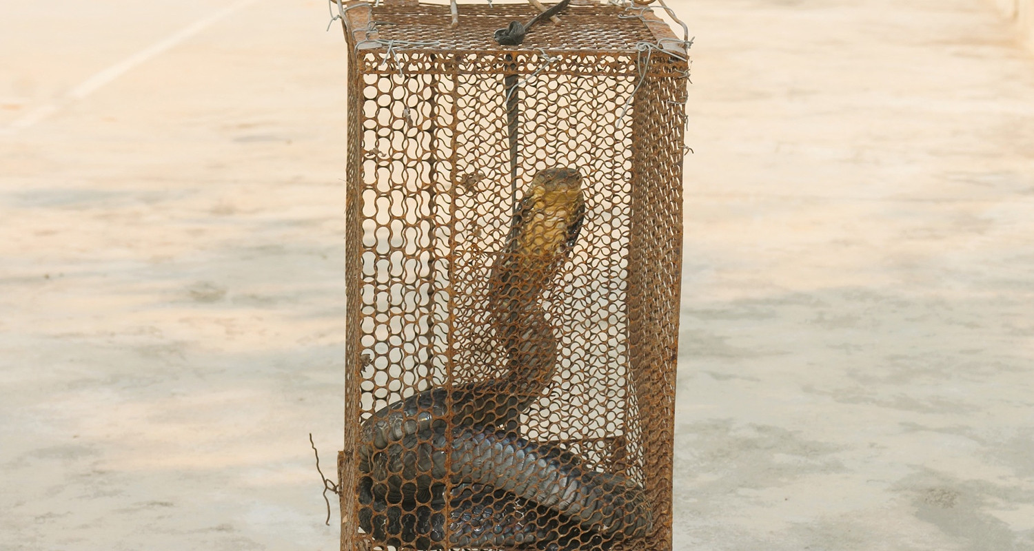 ran ho mang chua dai 26m bo vao nha dan luc dem khuya 2850