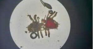 Ran Mu 17661277180661901259339 14 0 198 294 Crop 1766127722439877811012