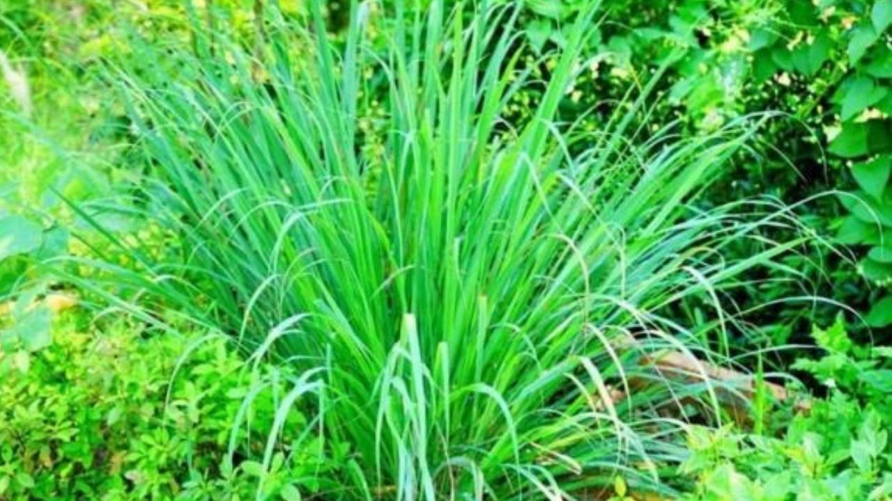 Ran So 3 Loai Hoa Trong Mot La Ran Tranh Xa Nha Ban Ngay 123316