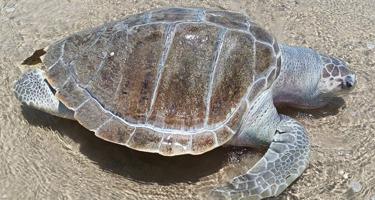 rua bien chet troi dat vao bo bien bai sau vung tau 1371