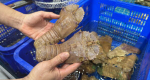 Sản vật 10 chân có hình thù kỳ dị ở Mũi Né, khách khen ngọt ngon như tôm hùm 1 san vat 10 chan co hinh thu ky di o mui ne khach khen ngot ngon nhu tom hum 1816