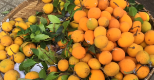 Sản vật miền Tây có múi giống mít, vị chua ngọt như măng cụt hút khách tìm mua 1 san vat mien tay co mui giong mit vi chua ngot nhu mang cut hut khach tim mua 1254