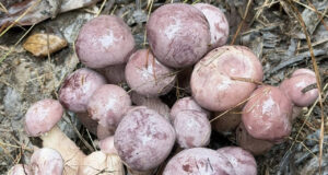 Sản vật trời ban, đổi màu thần tốc, có tiền cũng khó mua ở Phú Quốc 1 san vat troi ban doi mau than toc co tien cung kho mua o phu quoc 1196